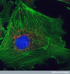 Nature's Architecture: The cytoskeleton of mammalian cells